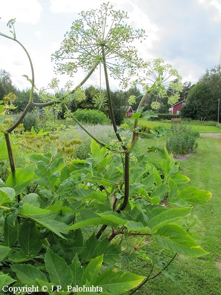 Angelica archangelica